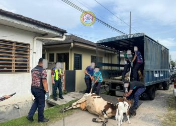 OPERASI BERSEPADU TANGKAPAN HAIWAN MERAYAU MDBG